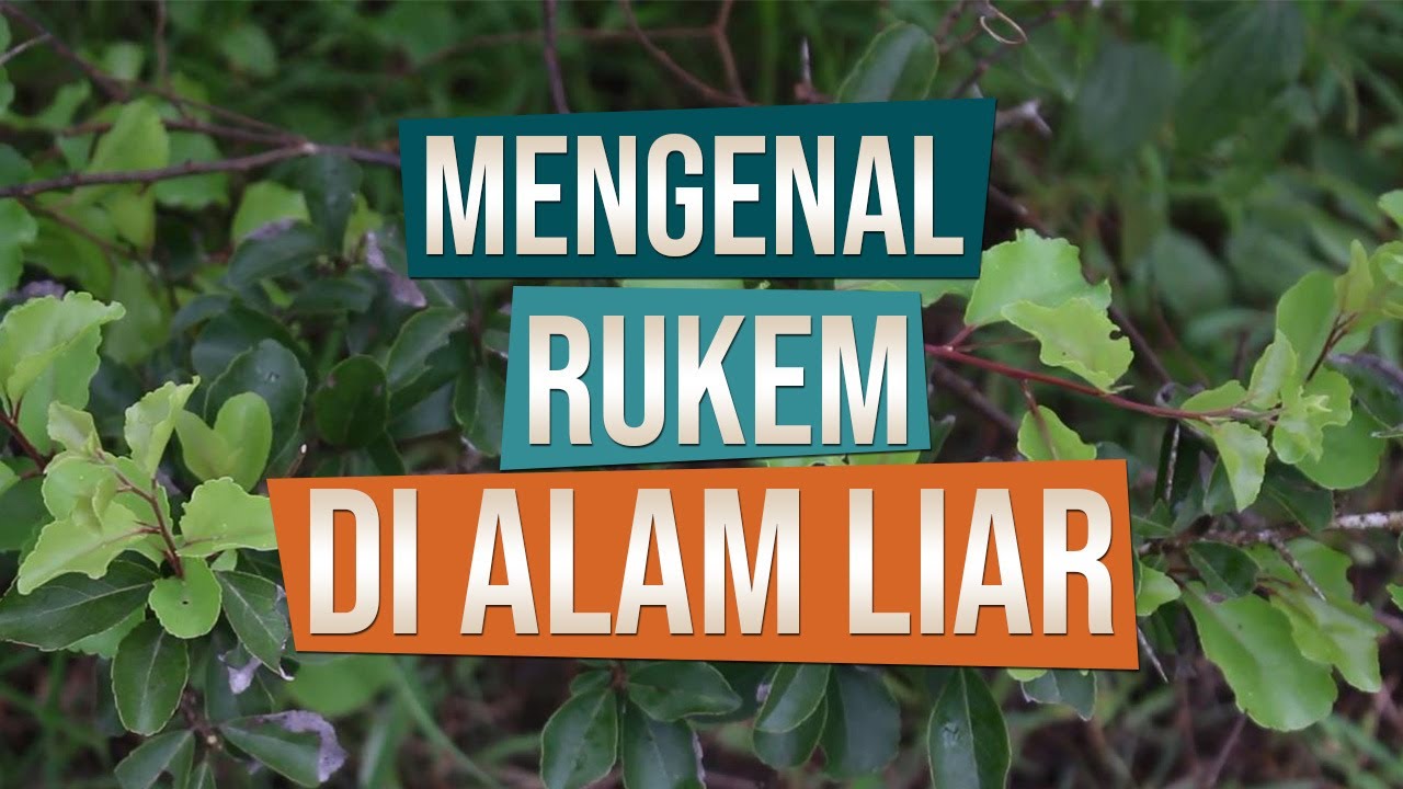 Pohon Rukem Di Alam Liar - KibrisPDR