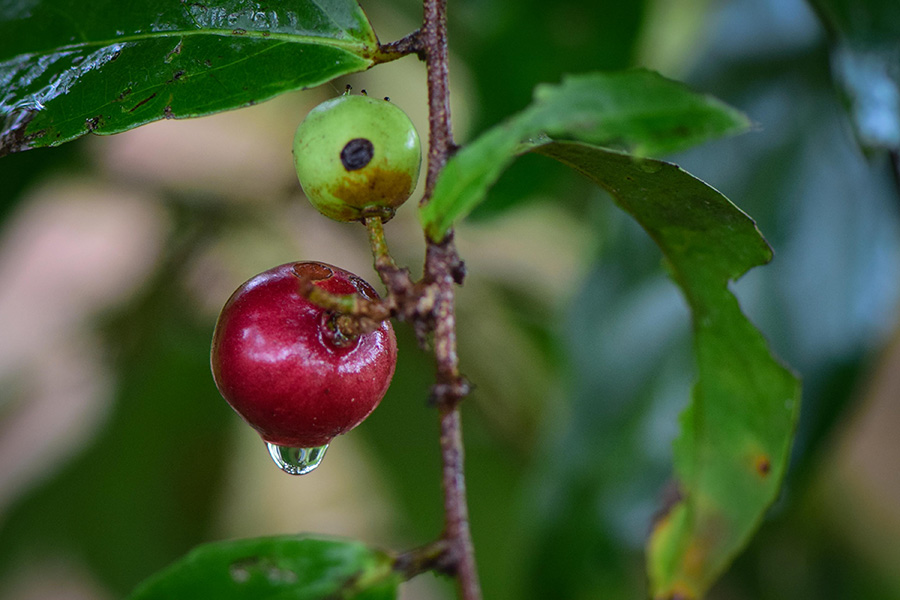 Detail Pohon Rukem Di Alam Liar Nomer 18