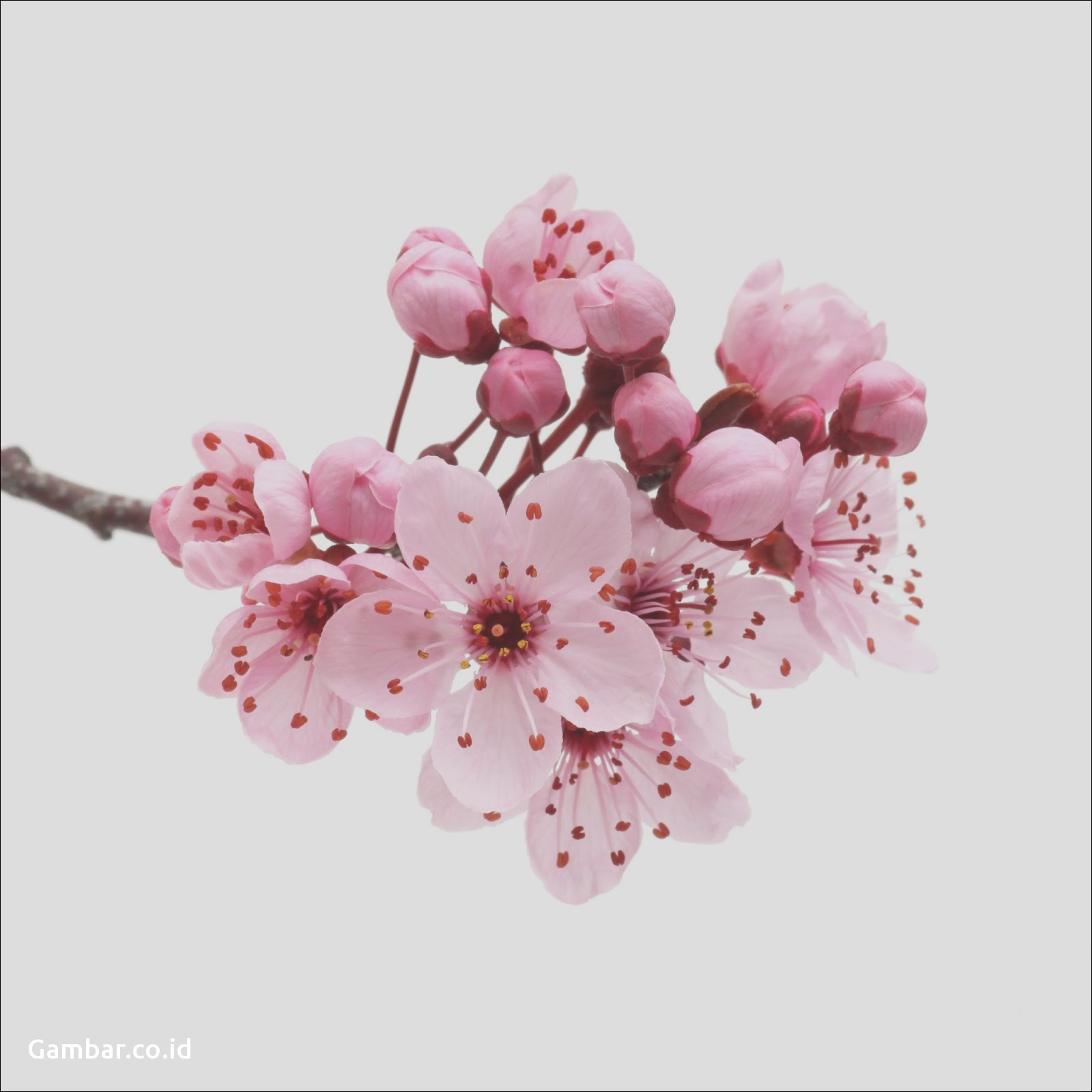 Detail Pohon Sakura Animasi Nomer 17