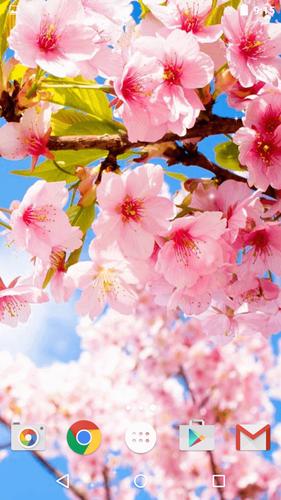 Detail Pohon Sakura Animasi Nomer 22
