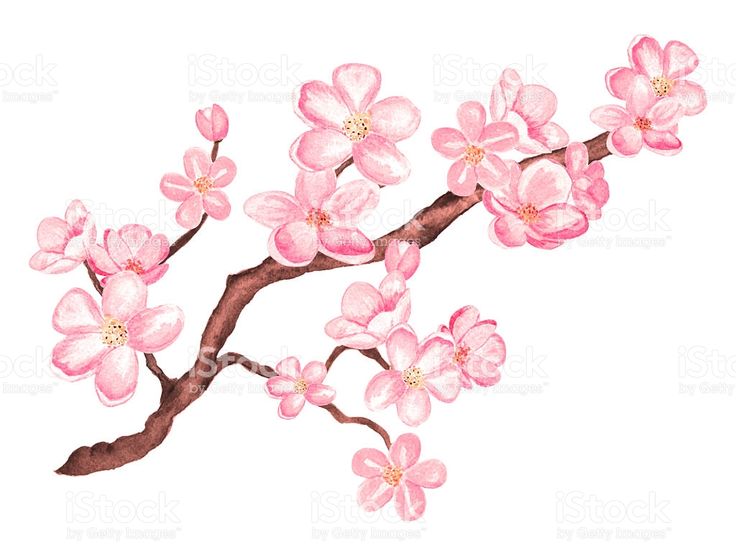 Detail Pohon Sakura Animasi Nomer 28