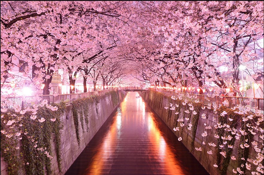 Detail Pohon Sakura Animasi Nomer 31