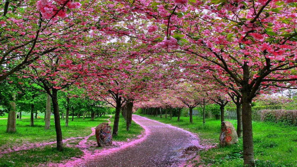 Detail Pohon Sakura Animasi Nomer 32