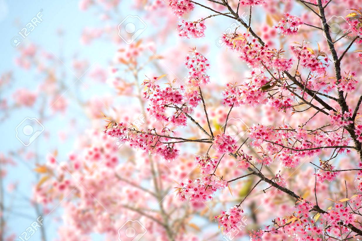 Detail Pohon Sakura Animasi Nomer 34