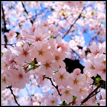 Detail Pohon Sakura Animasi Nomer 35