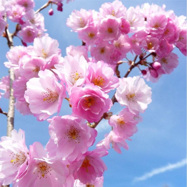 Detail Pohon Sakura Animasi Nomer 36