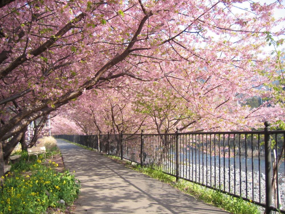 Detail Pohon Sakura Gambar Nomer 6