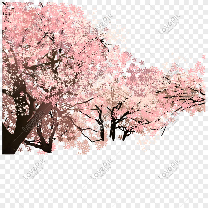 Detail Pohon Sakura Png Nomer 15