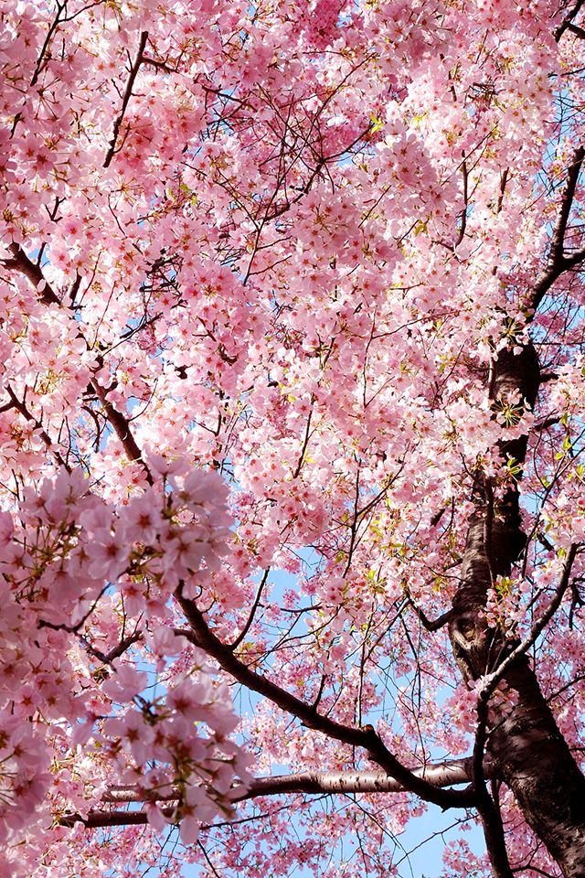 Detail Pohon Sakura Wallpaper Nomer 41