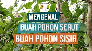 Detail Pohon Serut Di Alam Nomer 11