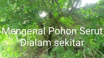 Detail Pohon Serut Di Alam Nomer 34