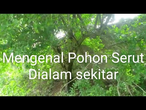 Detail Pohon Serut Di Alam Nomer 36