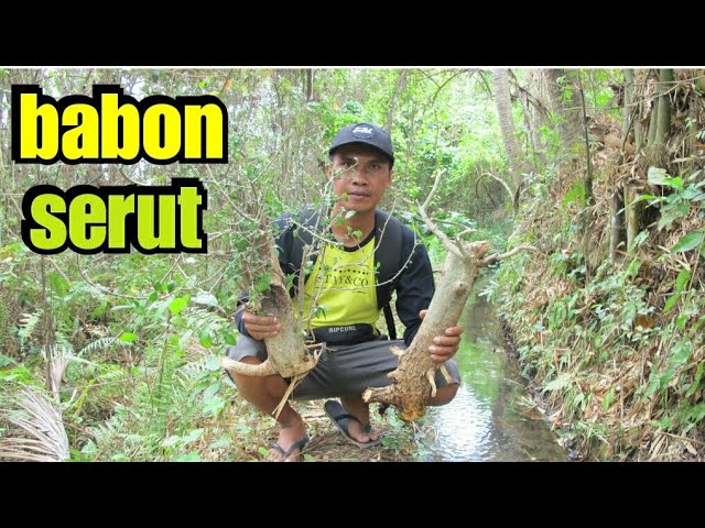 Detail Pohon Serut Di Alam Nomer 40