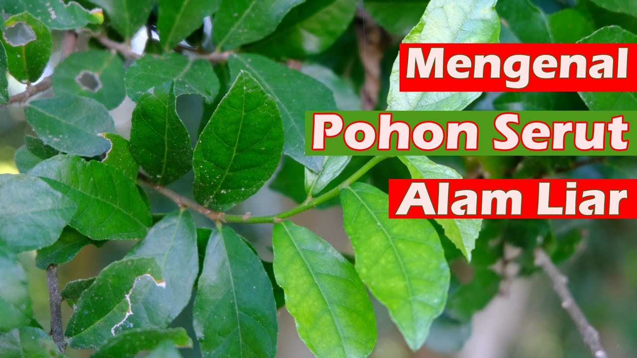 Detail Pohon Serut Di Alam Nomer 10