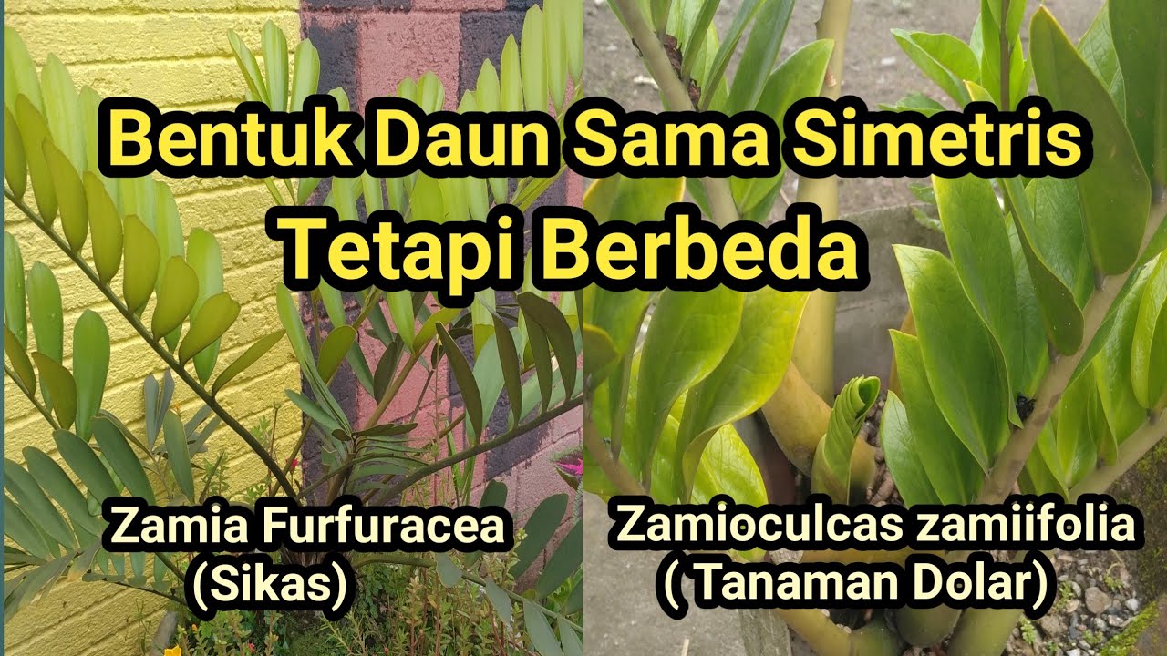 Detail Pohon Sikas Zamia Nomer 18