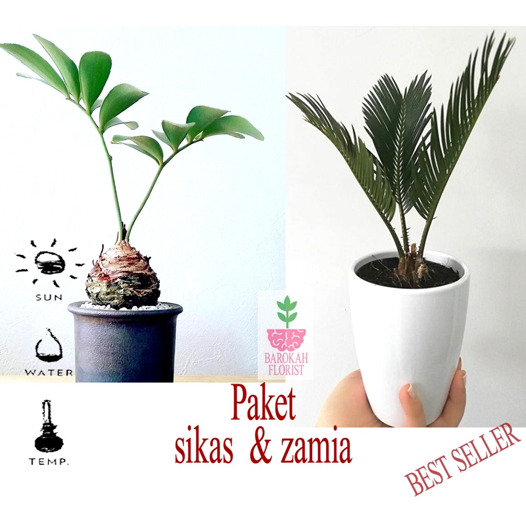 Detail Pohon Sikas Zamia Nomer 24