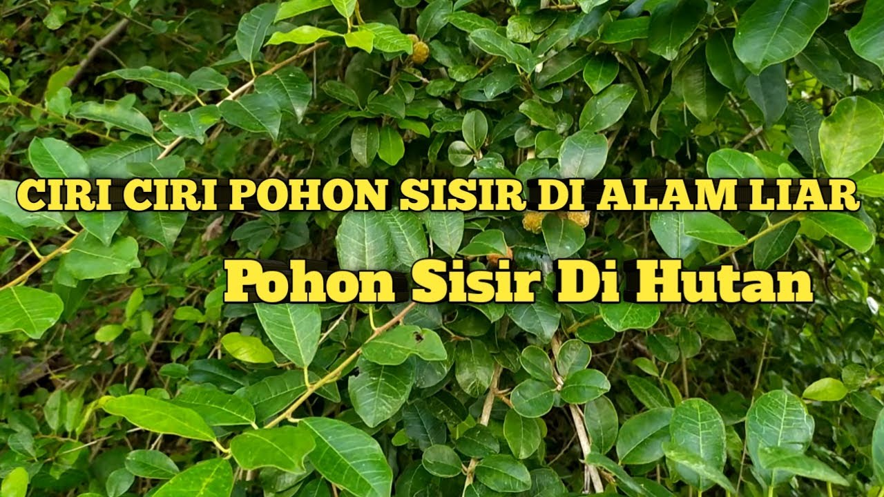 Detail Pohon Sisir Di Alam Nomer 12