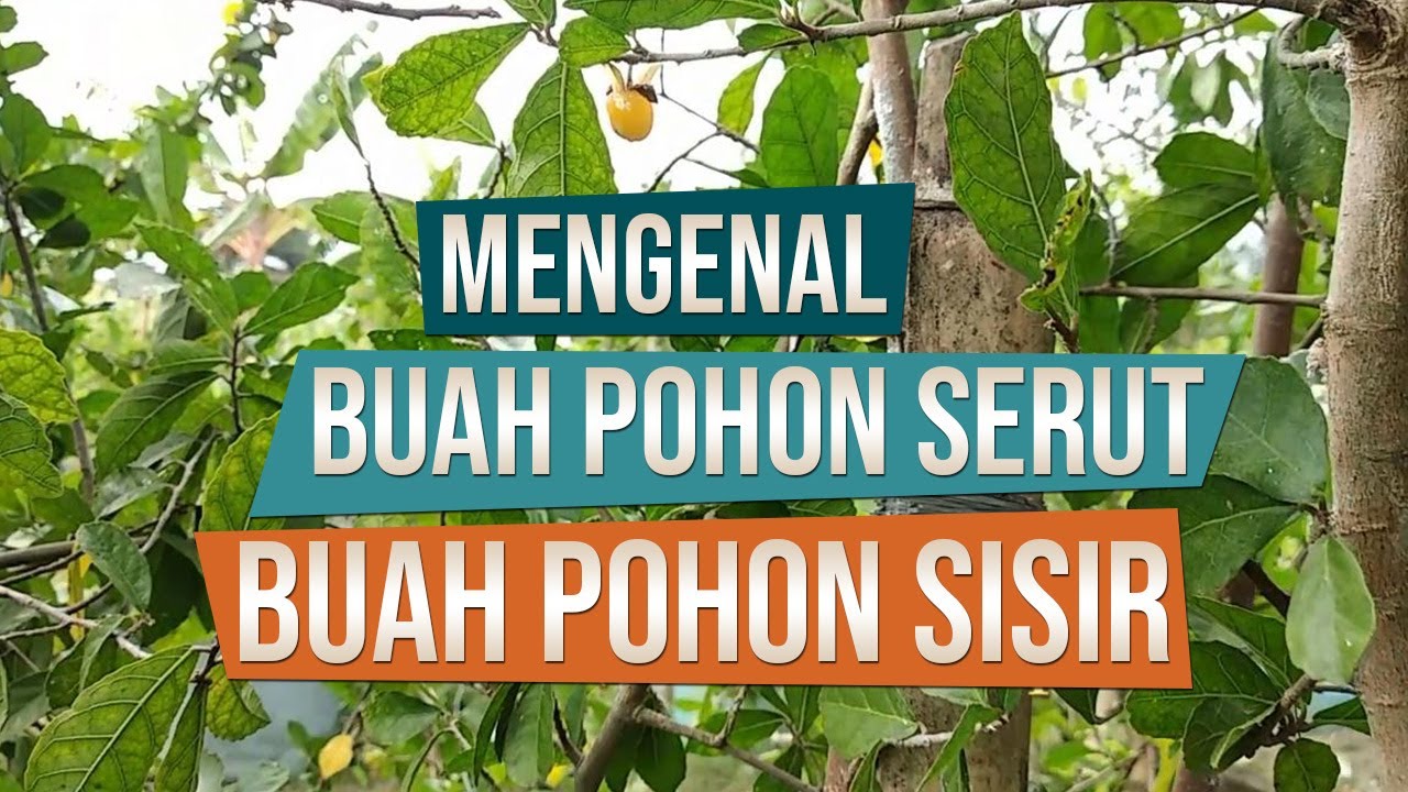 Detail Pohon Sisir Di Alam Nomer 14