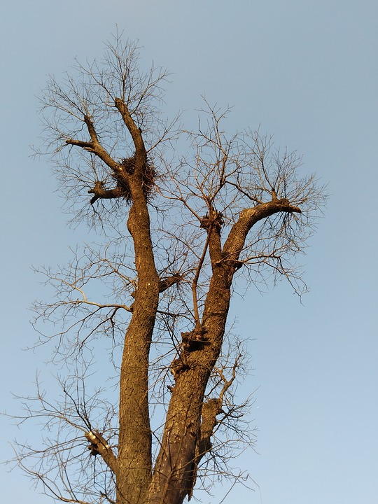Detail Pohon Tanpa Daun Nomer 32