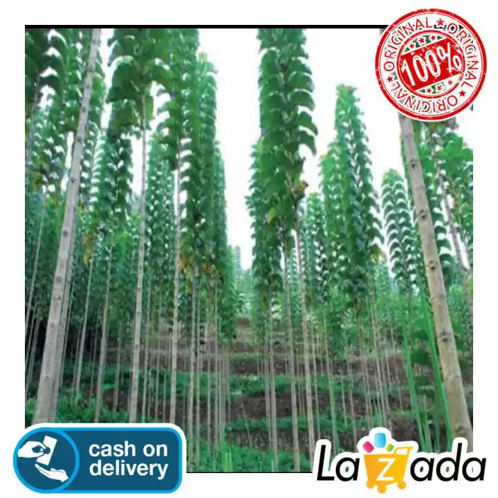 Detail Pohon Tinggi Lurus Nomer 30