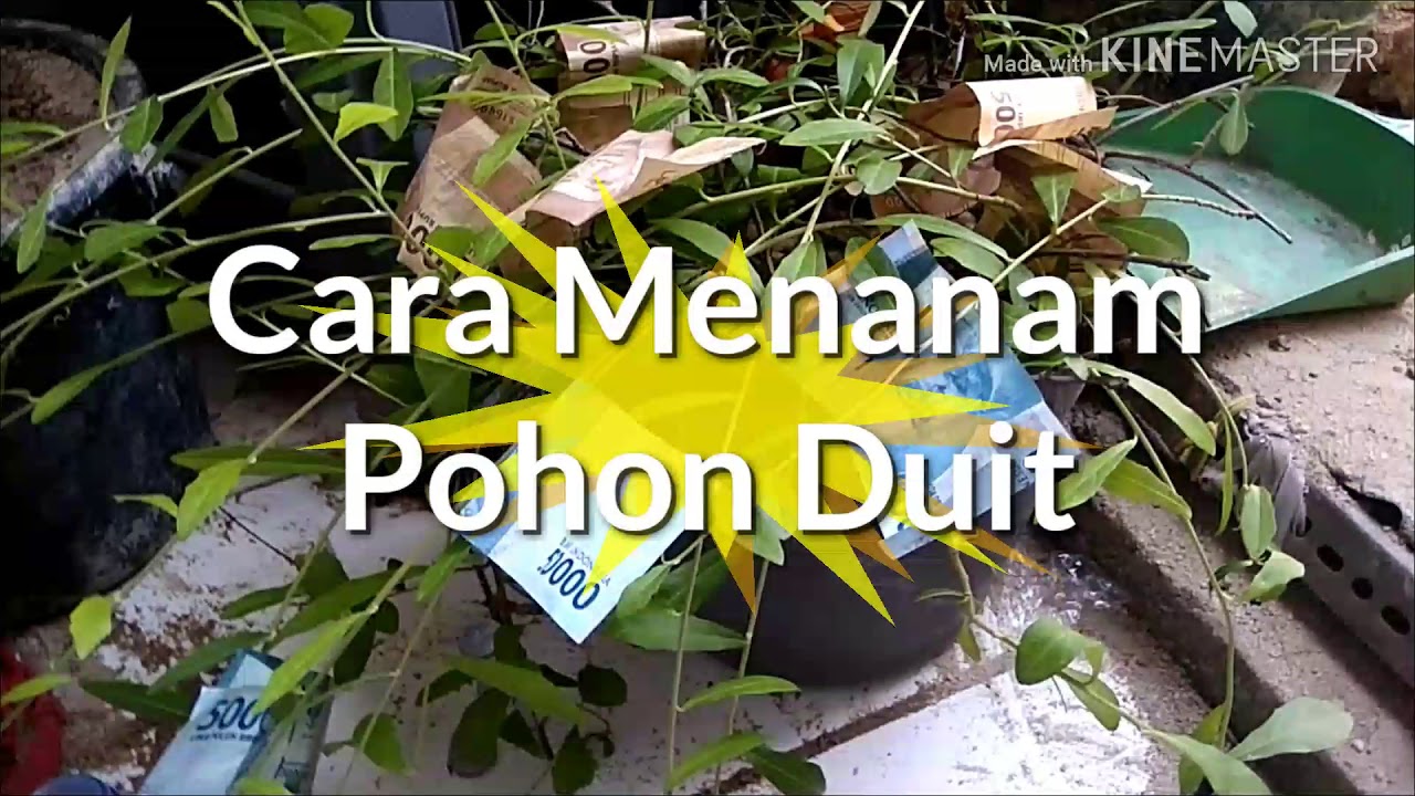 Detail Pohon Uang Asli Nomer 31