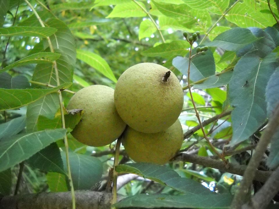 Detail Pohon Walnut Di Indonesia Nomer 44