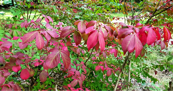 Detail Pohon Warna Merah Nomer 16