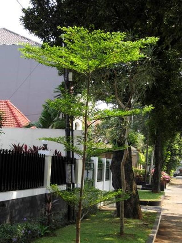 Detail Pohon Yang Bagus Ditanam Di Depan Rumah Nomer 13