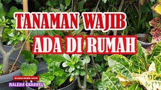 Detail Pohon Yang Bagus Ditanam Di Depan Rumah Nomer 17