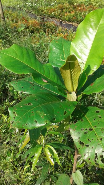 Detail Pohon Yang Daunnya Lebar Nomer 8