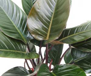 Detail Pohon Yang Daunnya Lebar Nomer 9