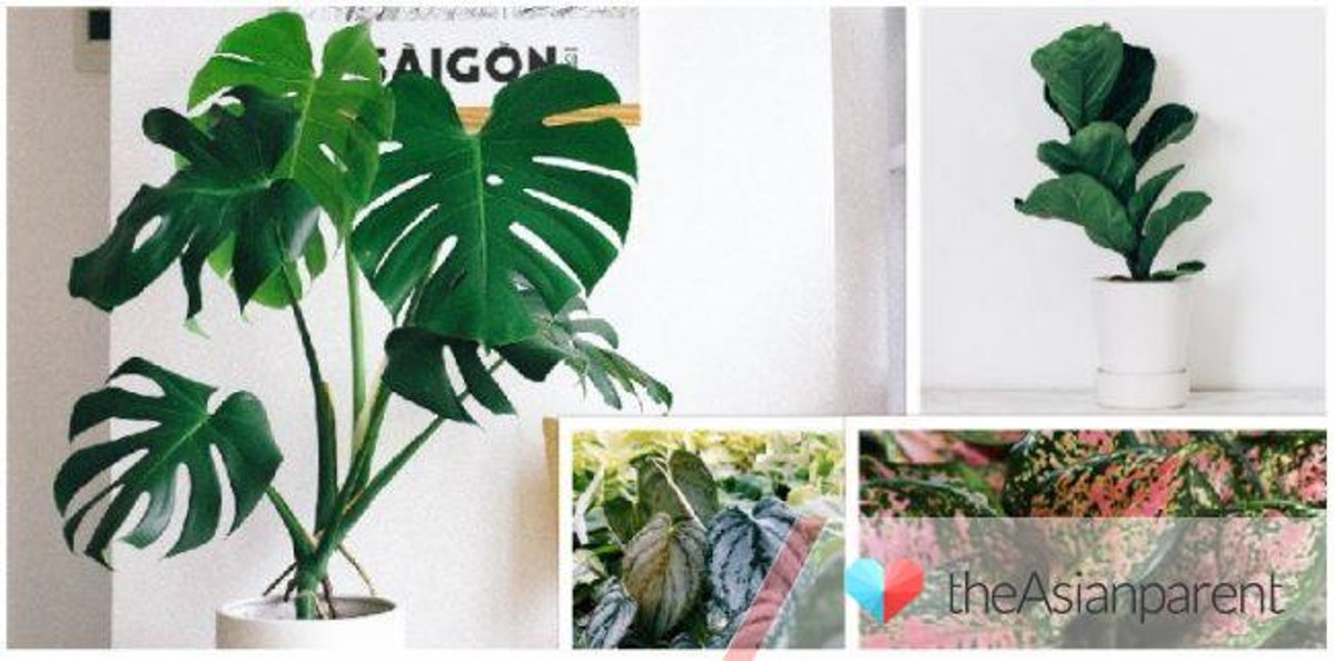 Detail Pohon Yang Daunnya Lebar Nomer 10