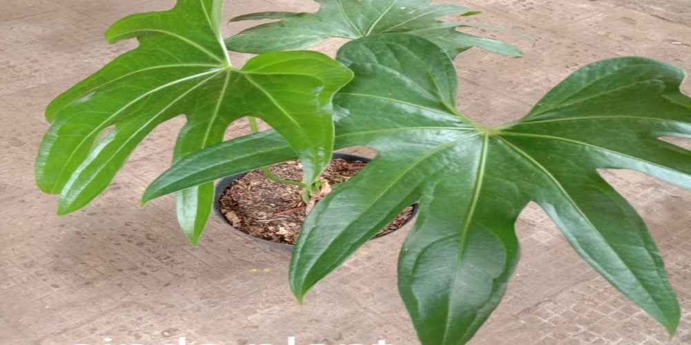 Detail Pohon Yang Daunnya Lebar Nomer 11