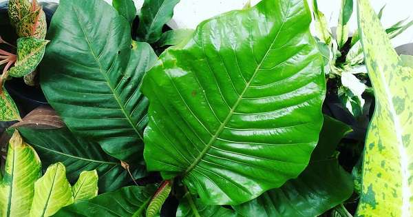 Detail Pohon Yang Daunnya Lebar Nomer 16
