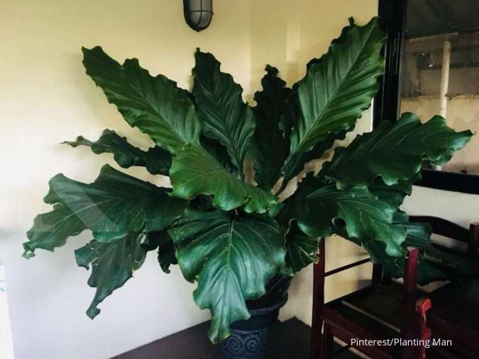 Detail Pohon Yang Daunnya Lebar Nomer 18
