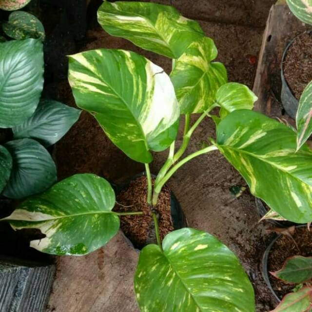 Detail Pohon Yang Daunnya Lebar Nomer 19