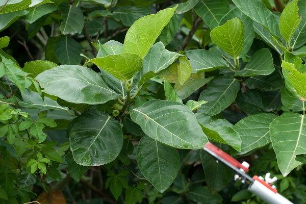 Detail Pohon Yang Daunnya Lebar Nomer 22