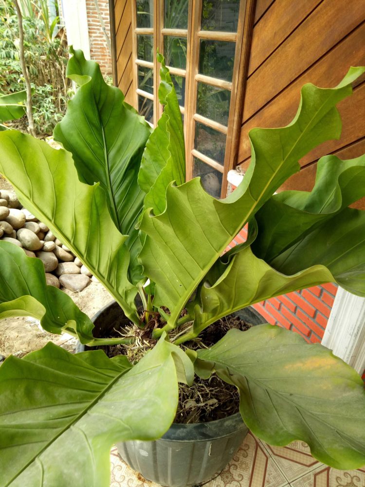 Detail Pohon Yang Daunnya Lebar Nomer 23
