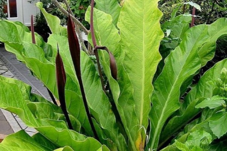 Detail Pohon Yang Daunnya Lebar Nomer 25