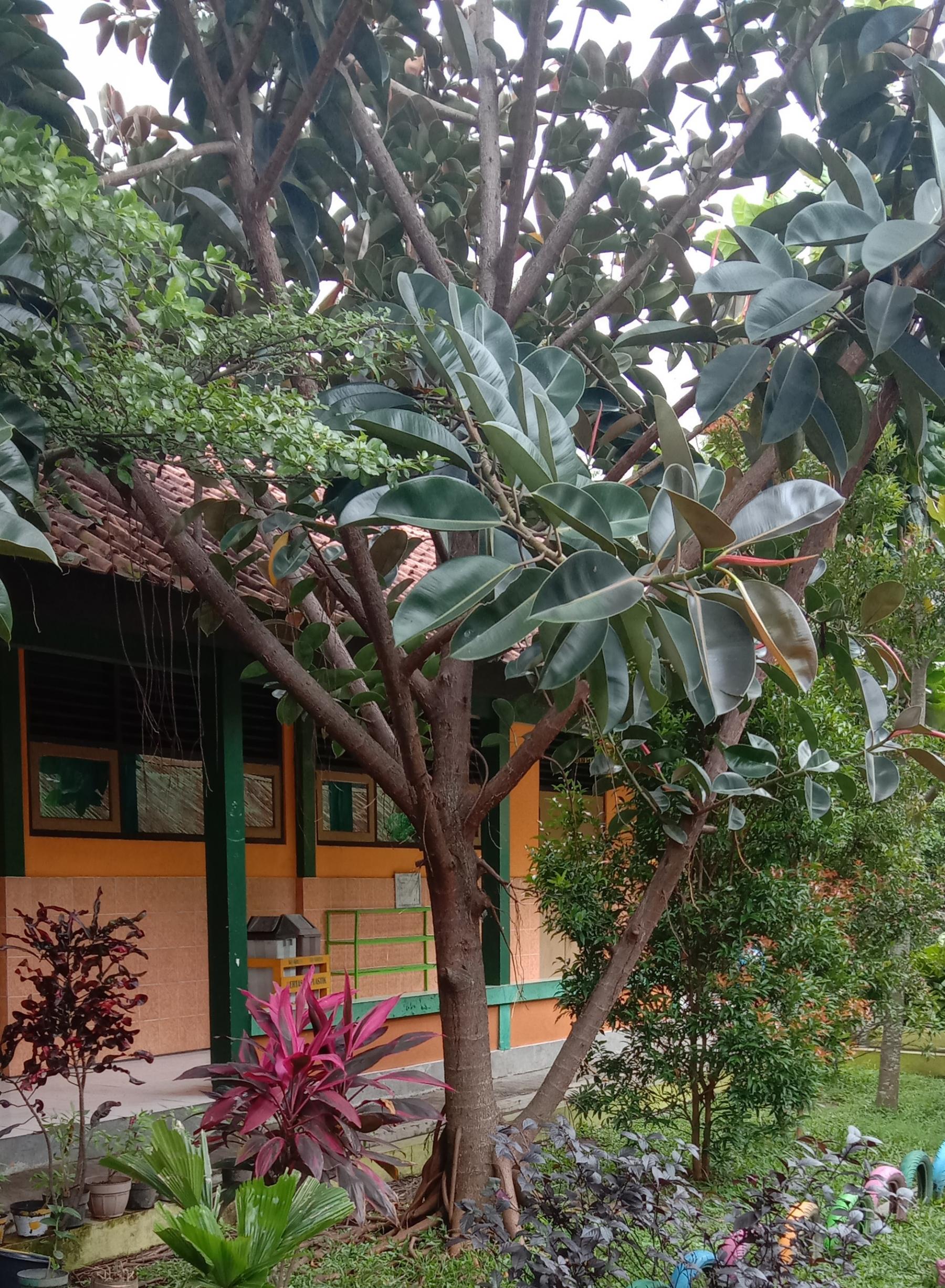 Detail Pohon Yang Daunnya Lebar Nomer 26