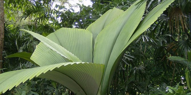 Detail Pohon Yang Daunnya Lebar Nomer 27