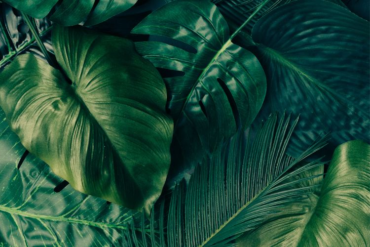 Detail Pohon Yang Daunnya Lebar Nomer 29