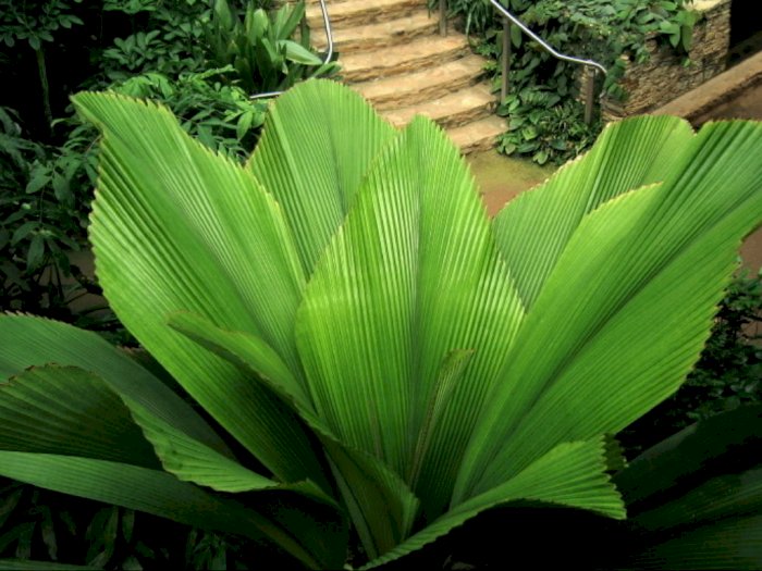 Detail Pohon Yang Daunnya Lebar Nomer 3