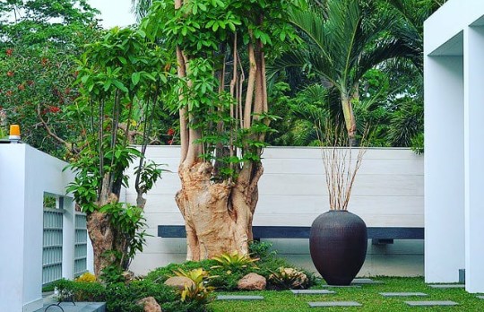 Detail Pohon Yang Daunnya Lebar Nomer 33