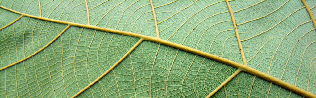 Detail Pohon Yang Daunnya Lebar Nomer 34