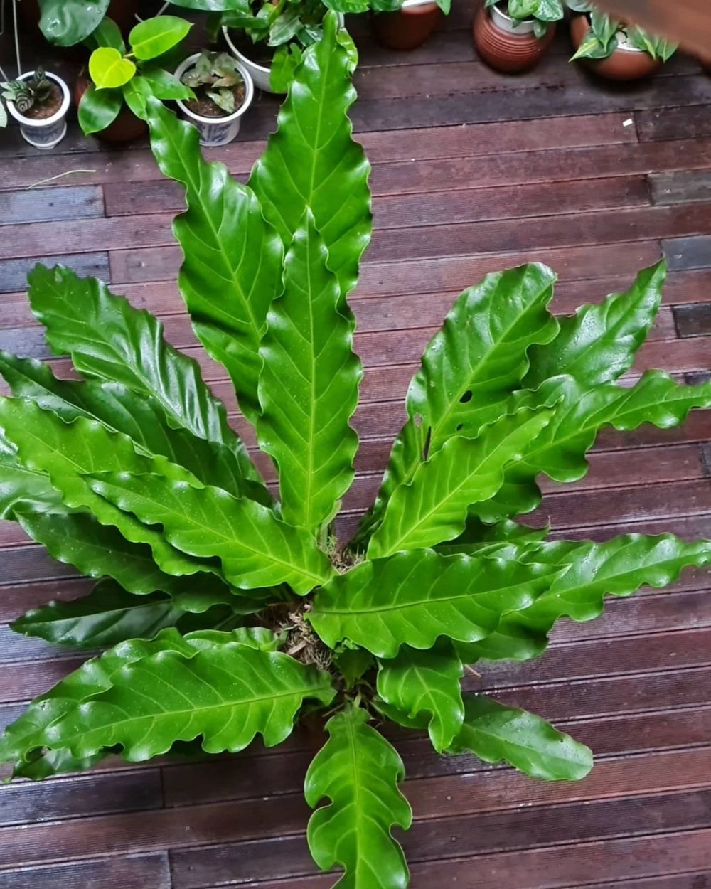 Detail Pohon Yang Daunnya Lebar Nomer 35