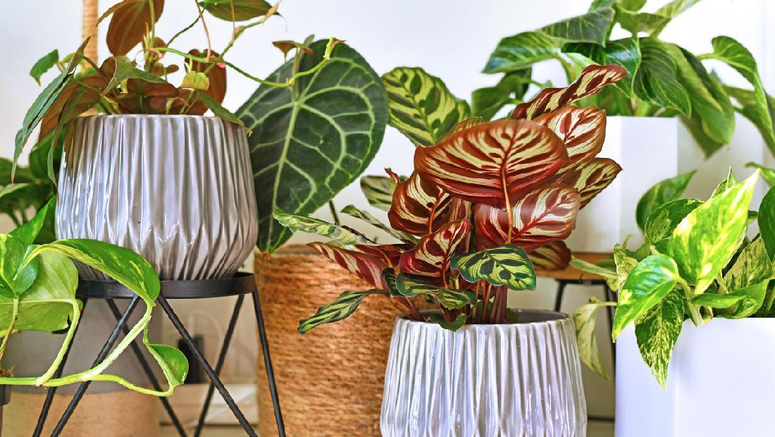 Detail Pohon Yang Daunnya Lebar Nomer 36