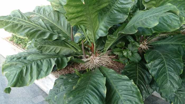 Detail Pohon Yang Daunnya Lebar Nomer 39