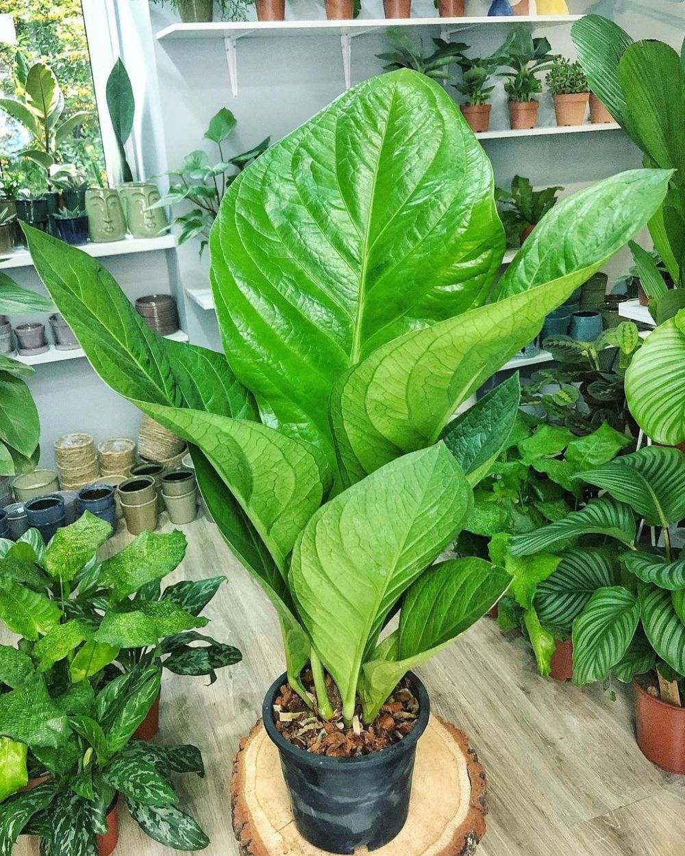 Detail Pohon Yang Daunnya Lebar Nomer 4