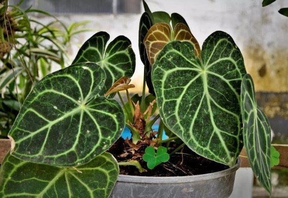 Detail Pohon Yang Daunnya Lebar Nomer 40